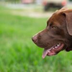 Preventivo per l'assicurazione del cane: cosa deve contenere
