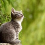 Sintomi carenze nutrizionali del gatto: come riconoscerle e rimedi