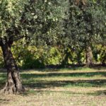 Dalla raccolta delle olive all’olio extravergine: il ruolo fondamentale degli abbacchiatori leggeri